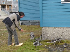 catching a gosling